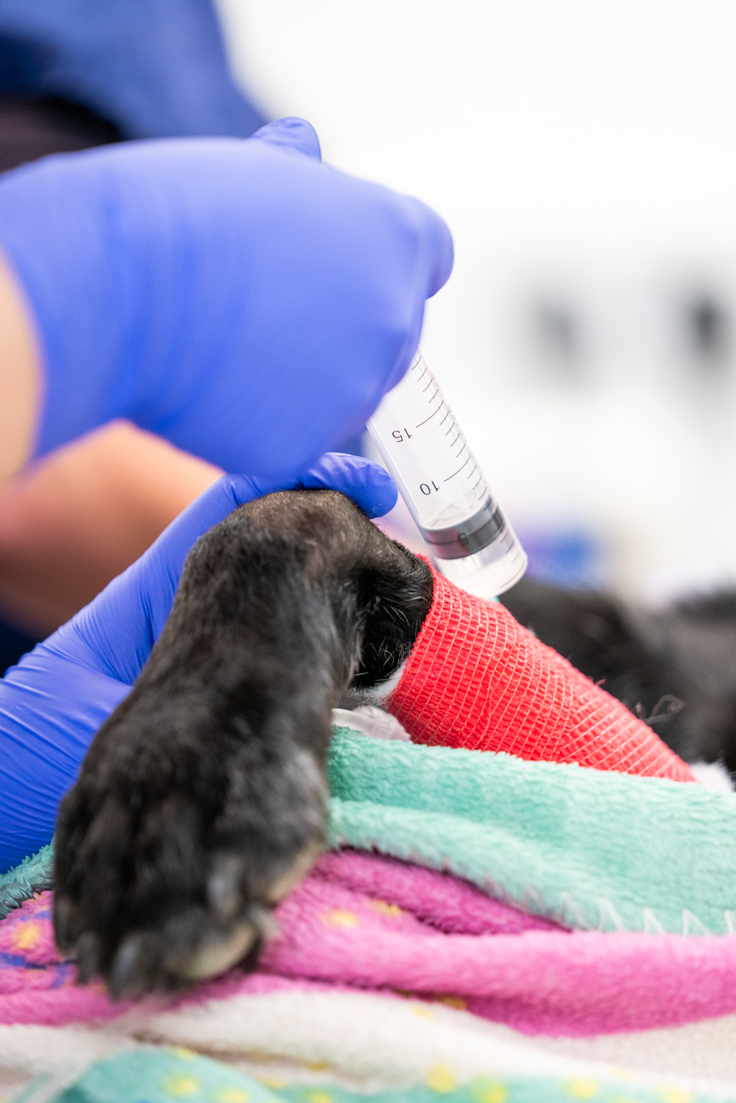 Lancaster Vets (Web) 110